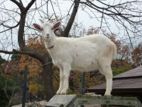 �y�����F�����z�����s���A���� #1-3