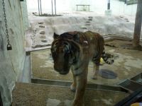 �y�����F�����z�����s���A���� #1-4