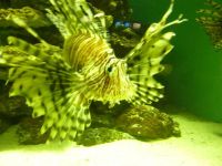 �y�L���F�{���z�{�������� �݂₶�}����