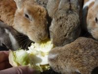 �y�L���F���C�z��v�쓇