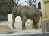 �y���R�F�P�H�z�P�H�s��������