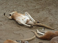 �y�É��z�x�m�T�t�@���p�[�N