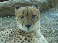 �y�_�ސ�F���l�z�悱�͂ܓ������Y�[���V�A