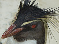 �y�_�ސ�F�O�Y�z���}����}�����p�[�N